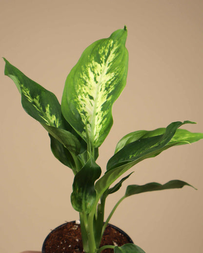Dieffenbachia seguine