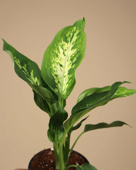 Dieffenbachia seguine
