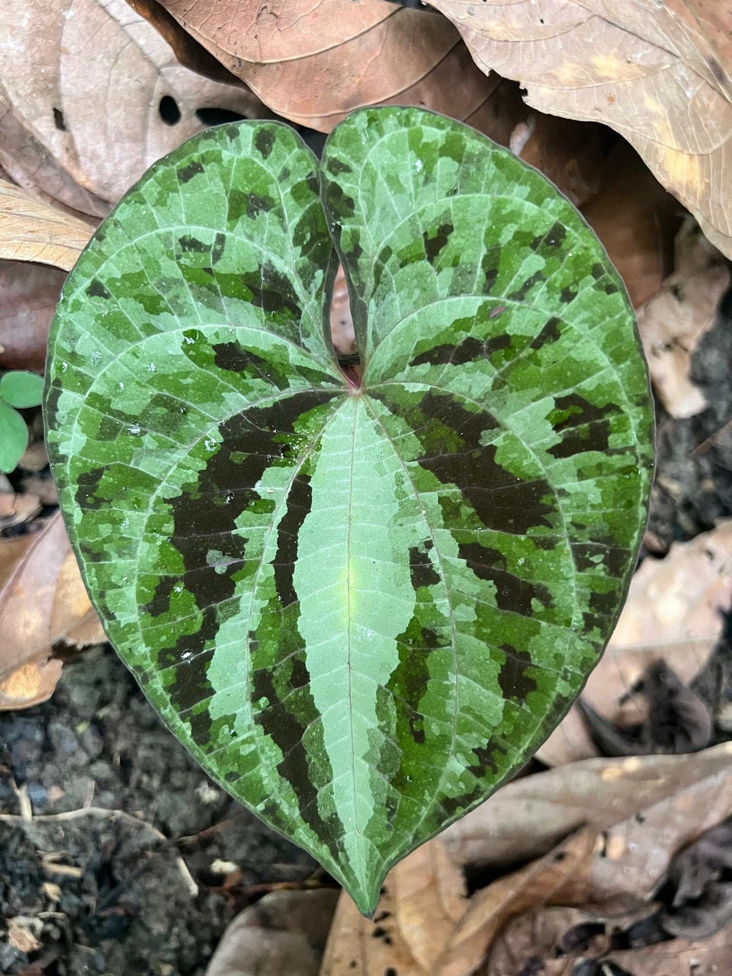 Dioscorea discolor