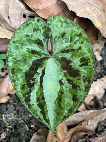Dioscorea discolor