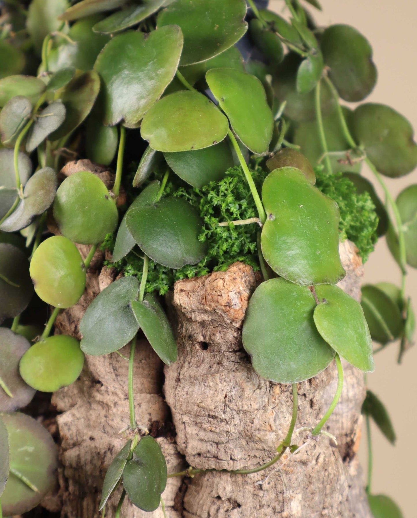 Dischidia platyphylla