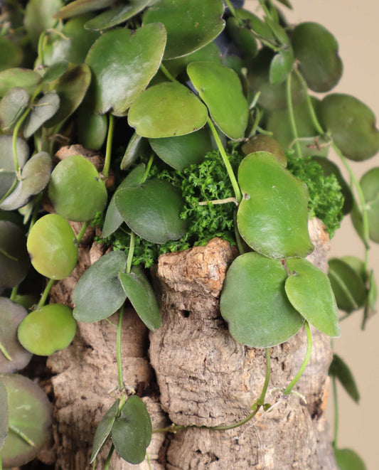 Dischidia platyphylla