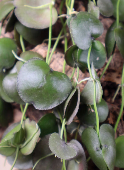 Dischidia platyphylla