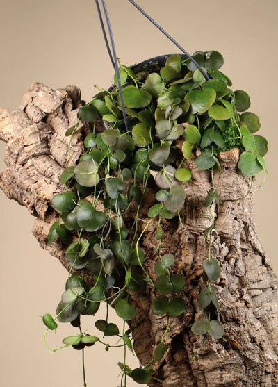 Dischidia platyphylla