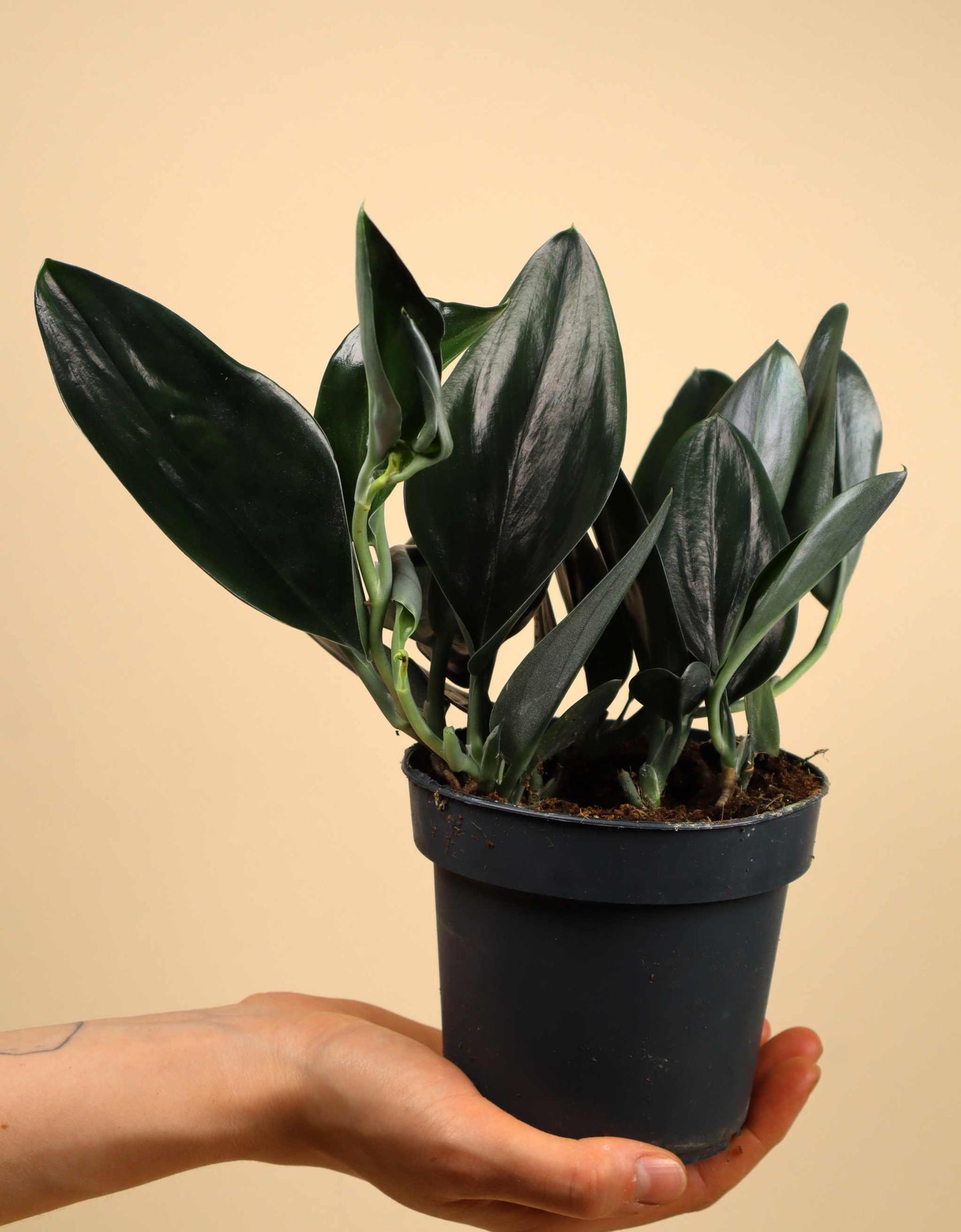 Scindapsus treubii 'dark form'