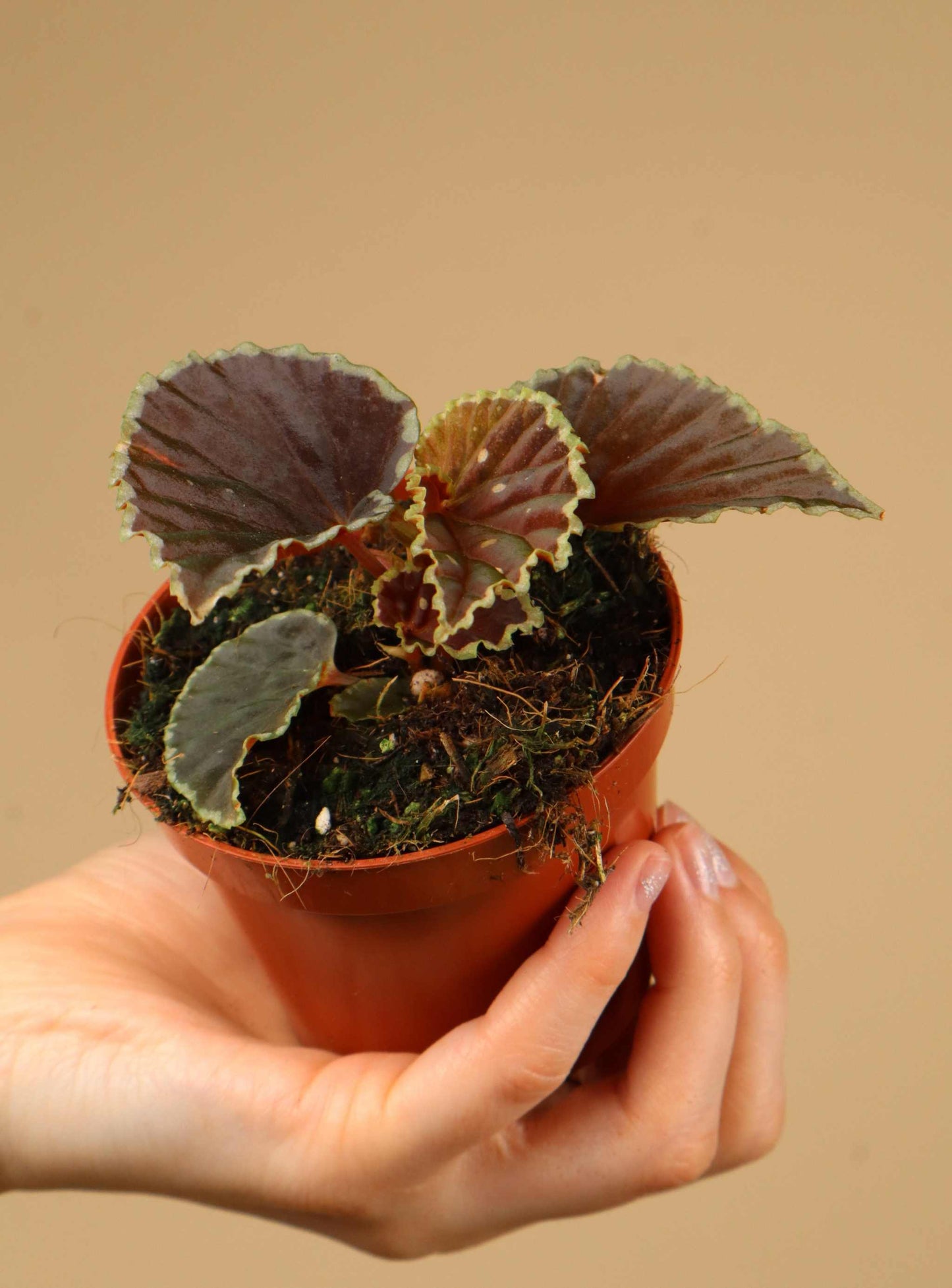 Begonia darthvaderiana 'Green Spot'