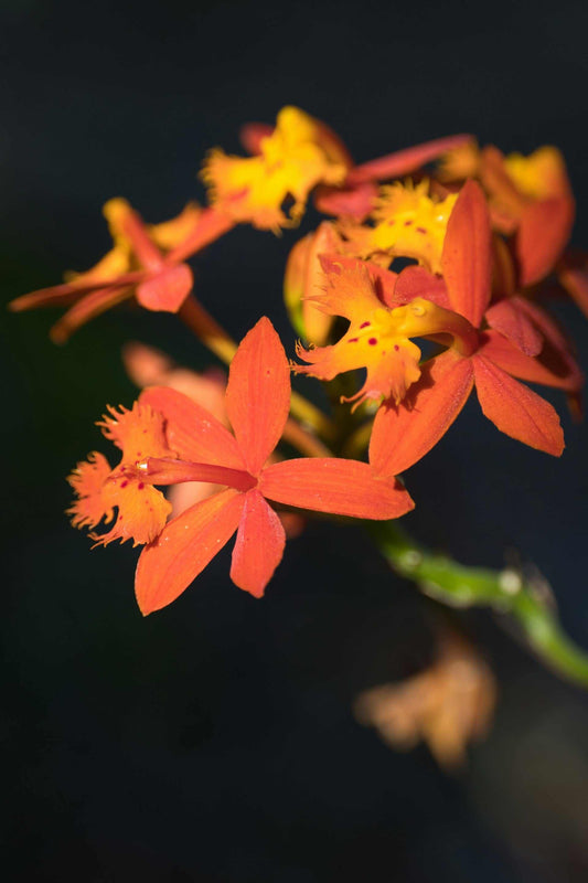 Epidendrum 'Ballerina'