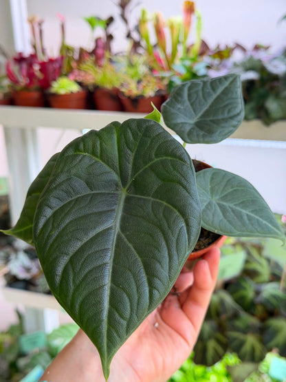 Alocasia 'Maharani'