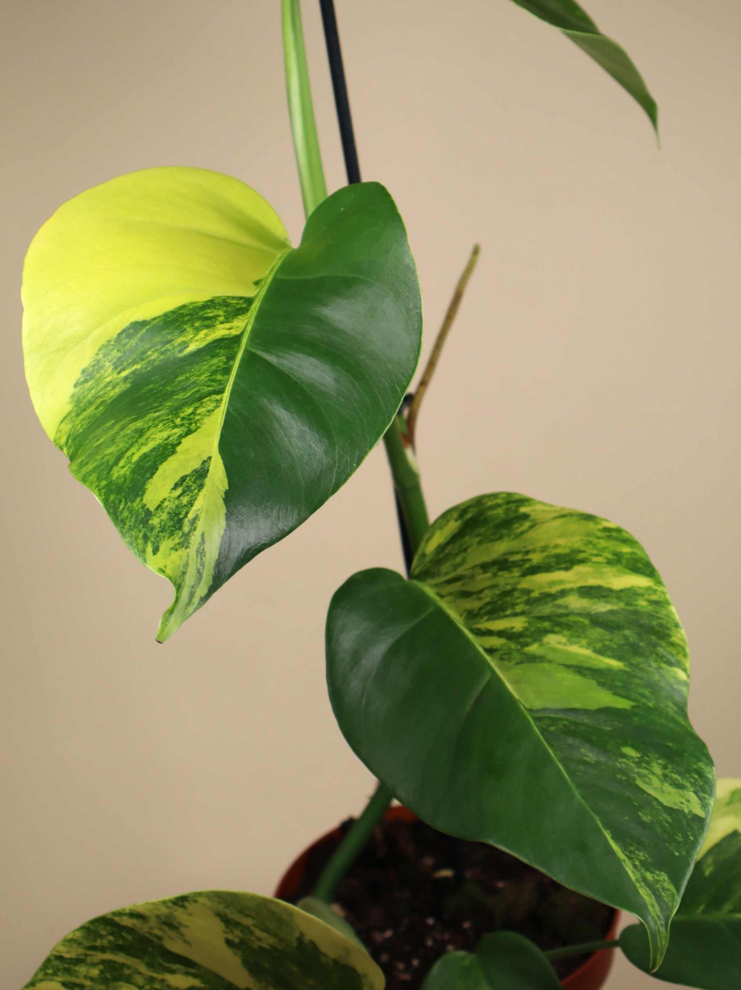 Monstera deliciosa Aurea (marmorata)