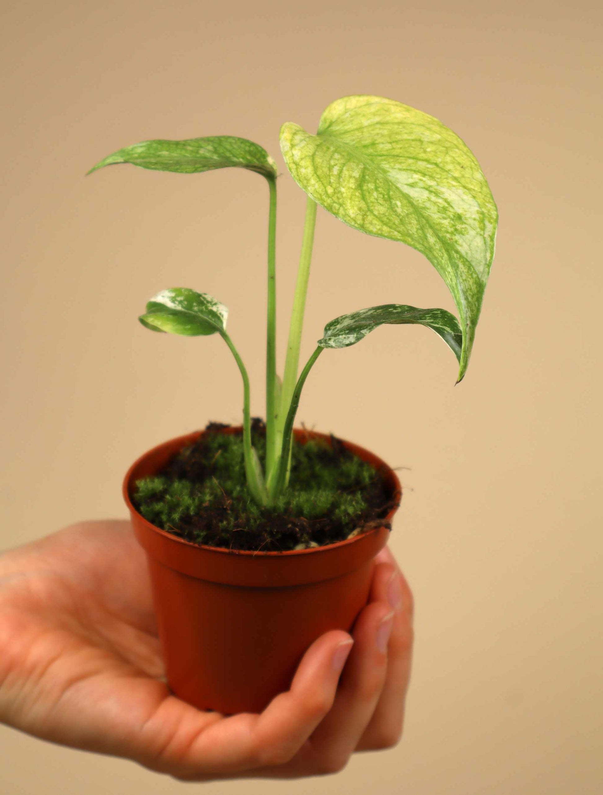monstera deliciosa variegata kaufen Monstera deliciosa 'Mint variegata'