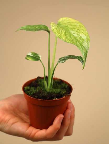 Monstera deliciosa Mint