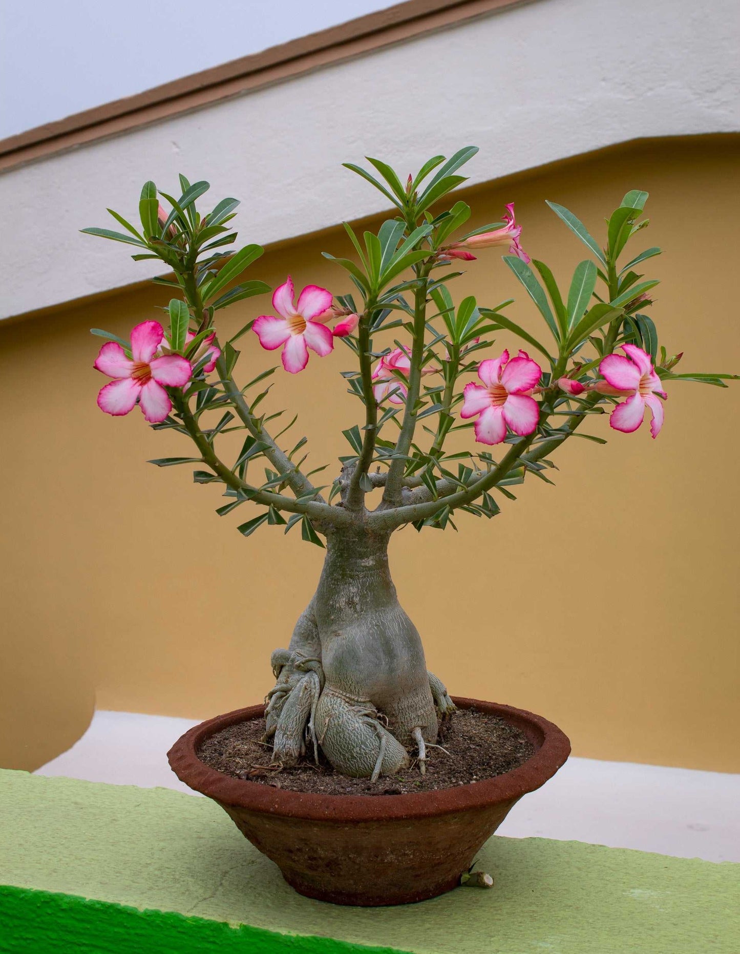 Adenium obesum | Desert rose