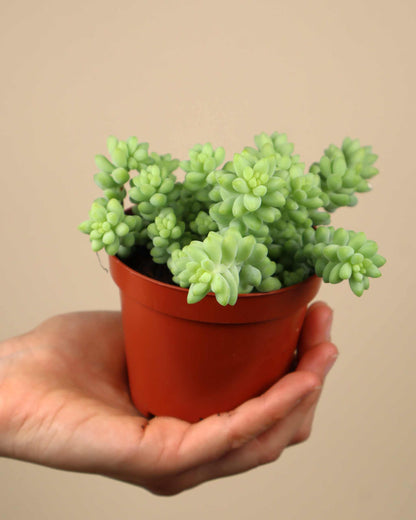 Sedum morganianum 'Burrito/Burro's Tail'