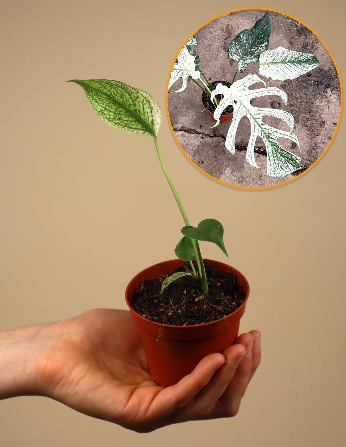 Monstera ‘Devil Monster’