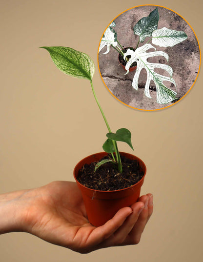 Monstera ‘Devil Monster’