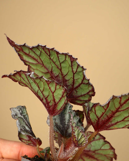 Begonia rex 'Dew drop'