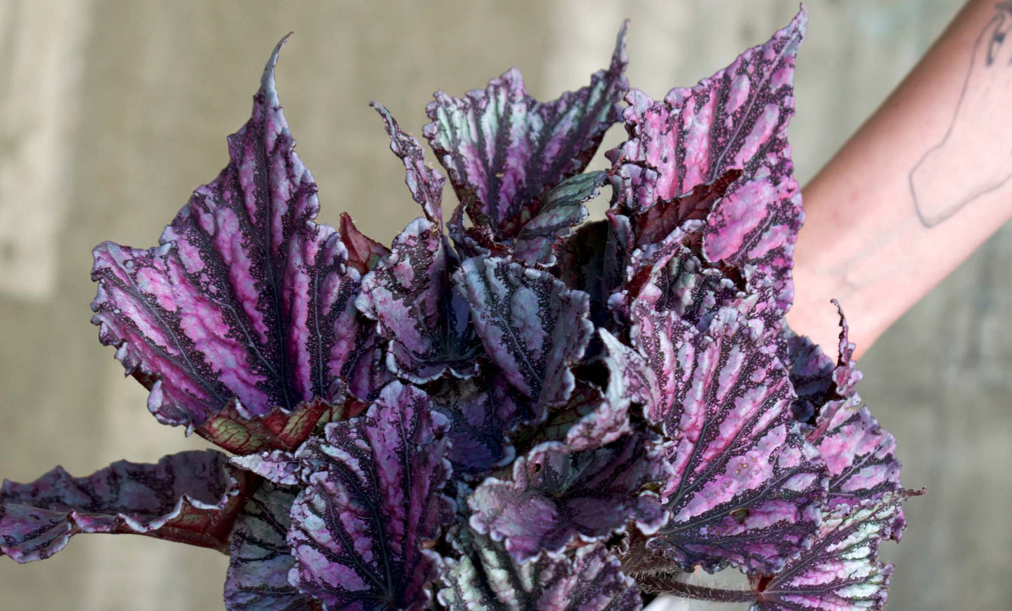 Begonia rex 'Dew drop'
