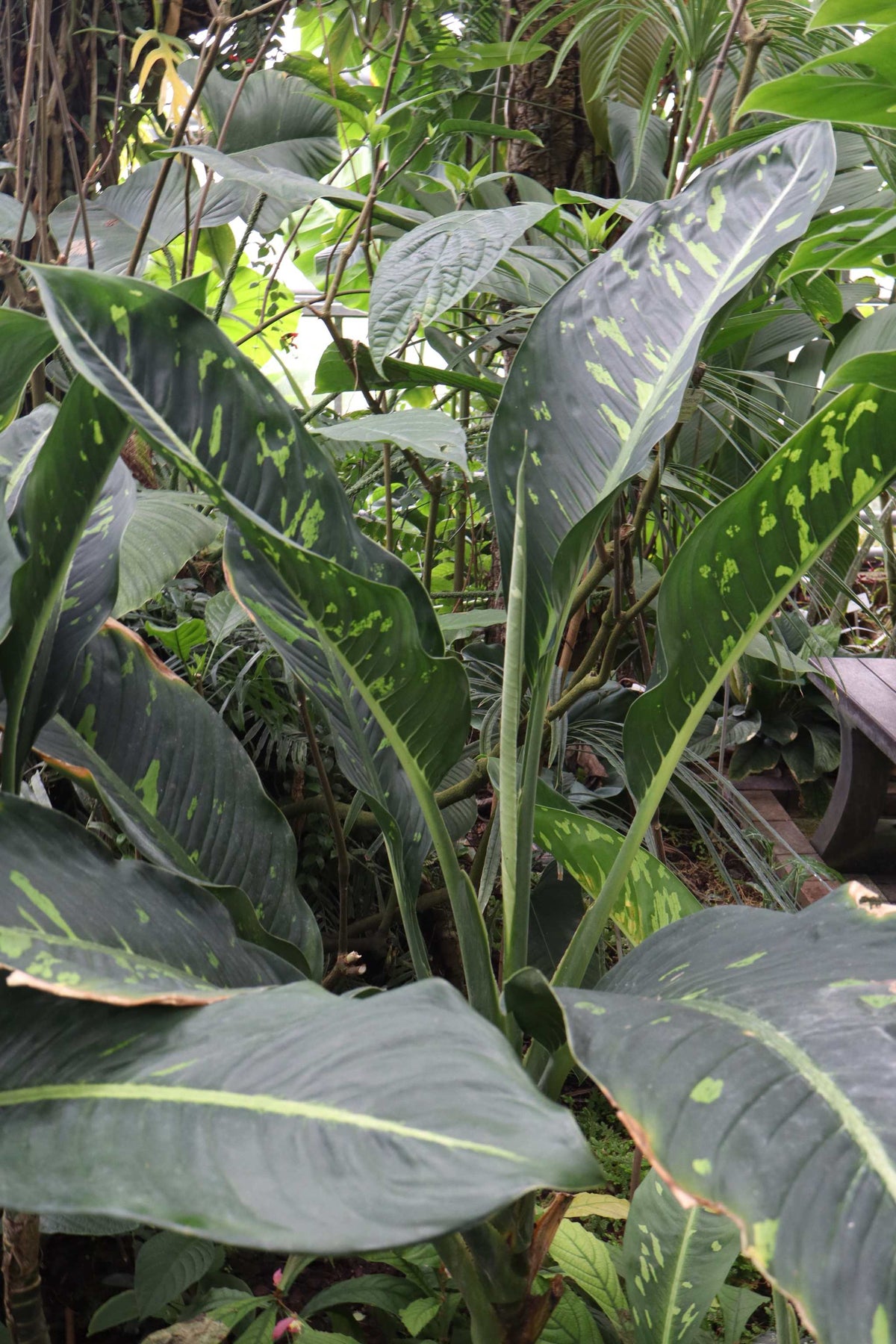 Dieffenbachia seguine