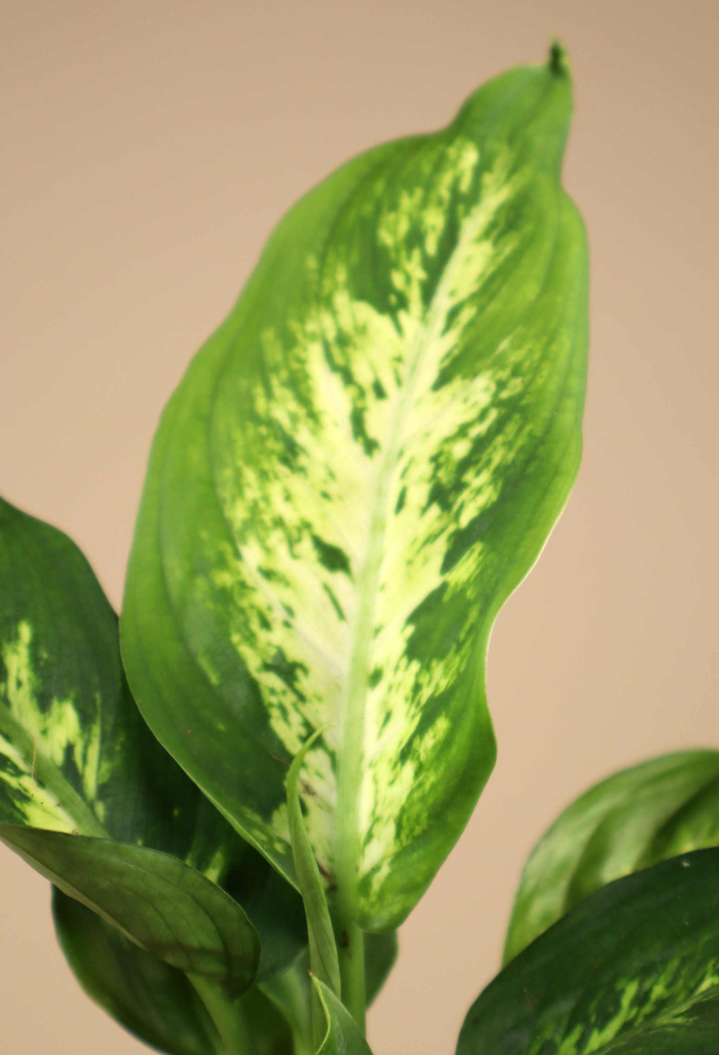 Dieffenbachia seguine