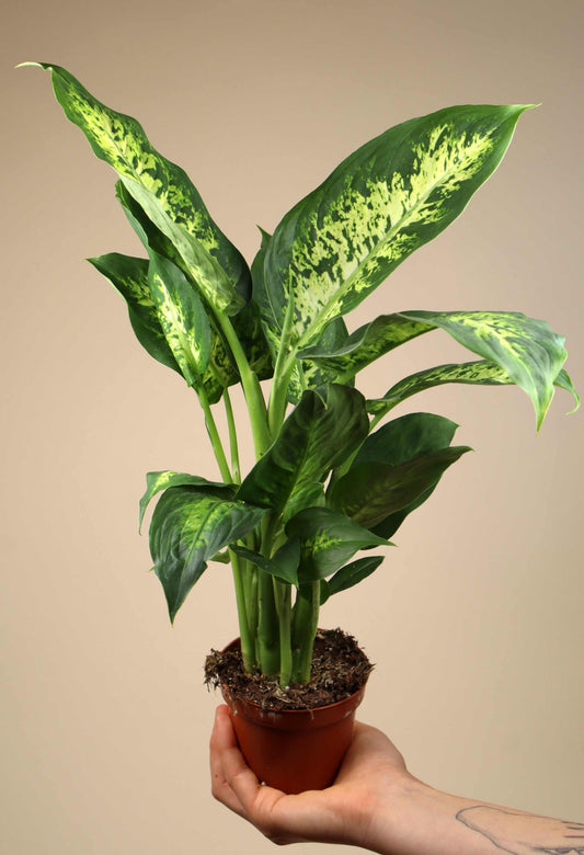 Dieffenbachia seguine