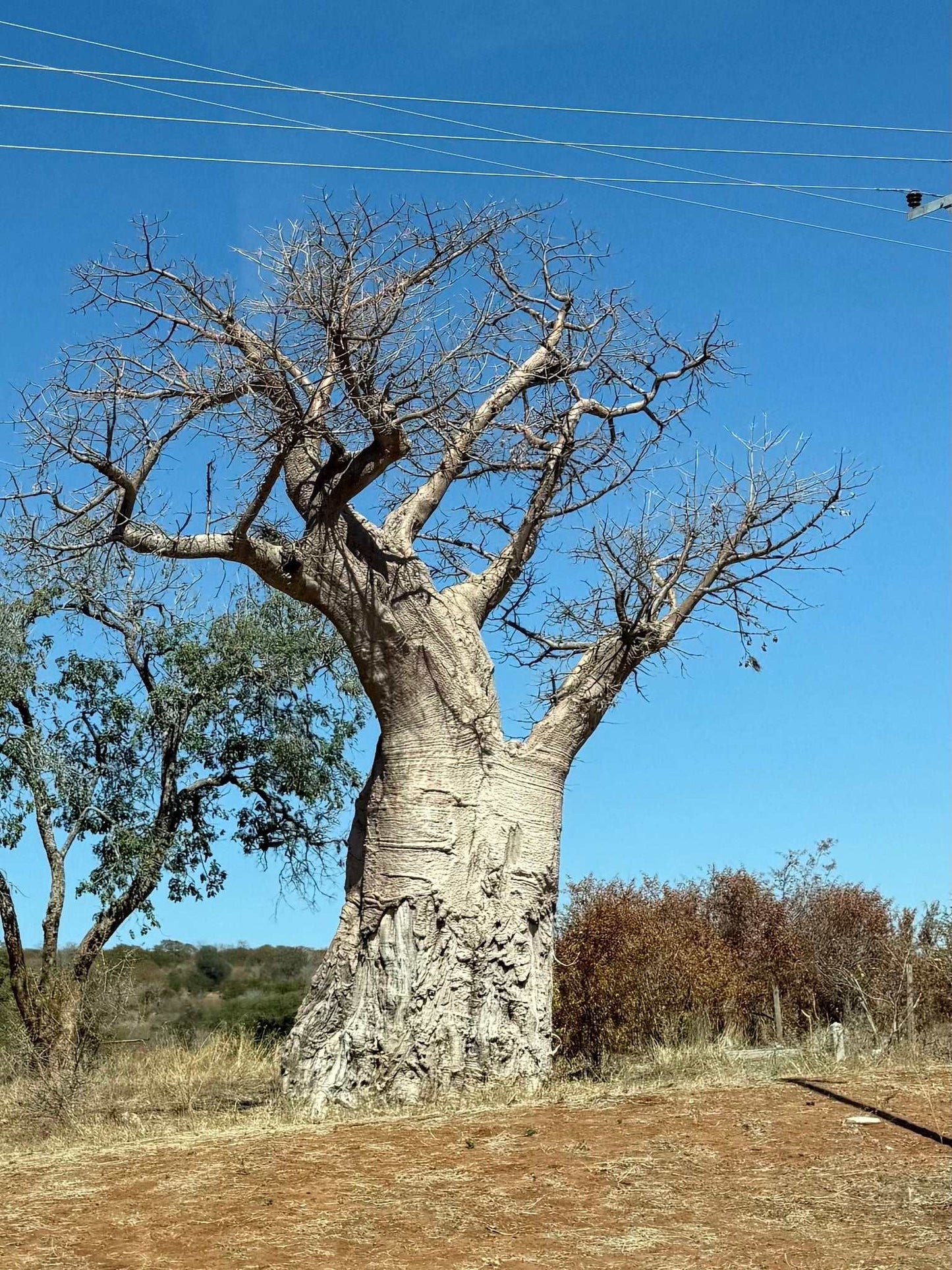 Afrikanischer Baobab 'Adansonia digitata'