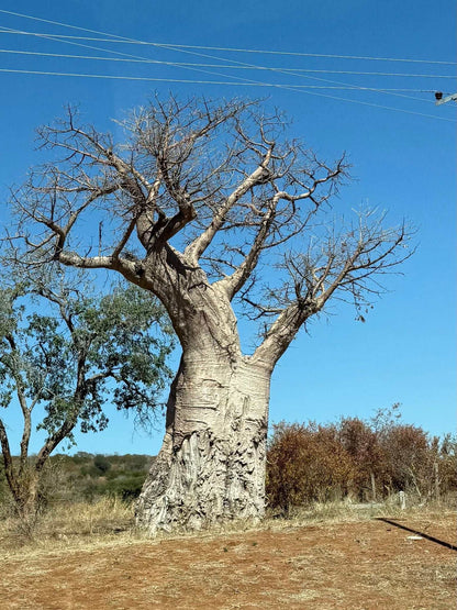 Afrikanischer Baobab 'Adansonia digitata'
