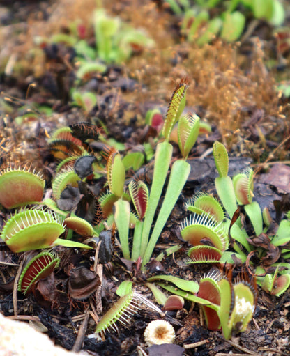 Dionaea muscipula 'Venus Flytrap'