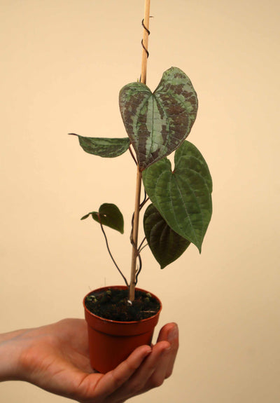 Dioscorea discolor