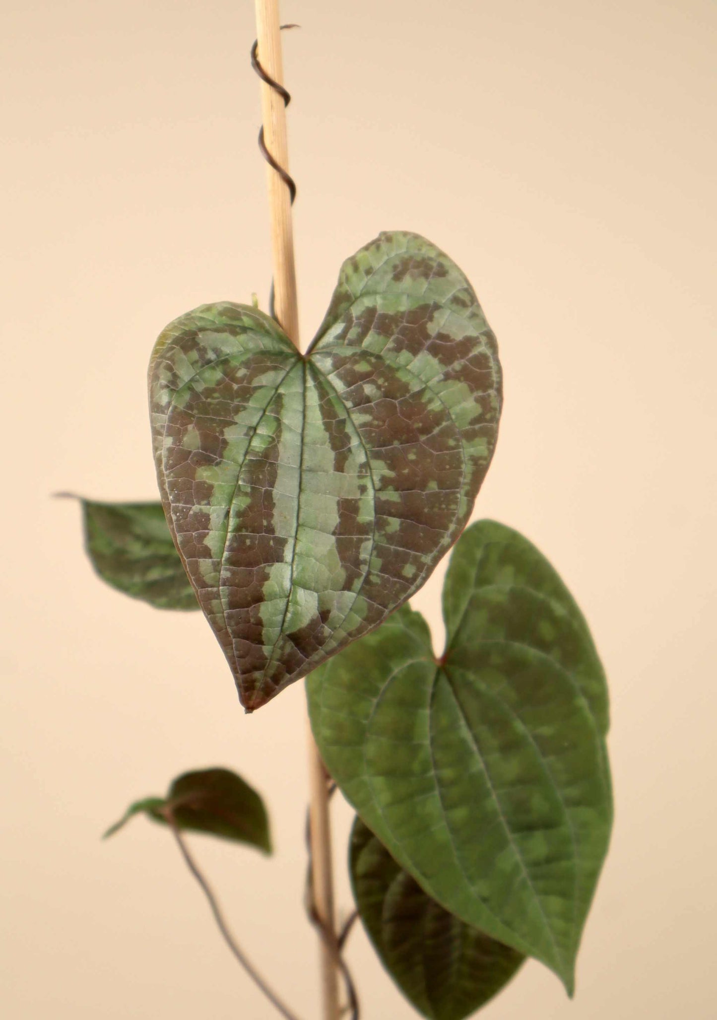 Dioscorea discolor