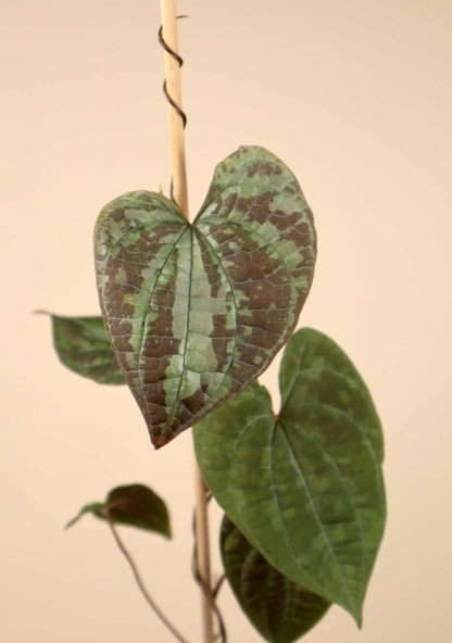 Dioscorea discolor