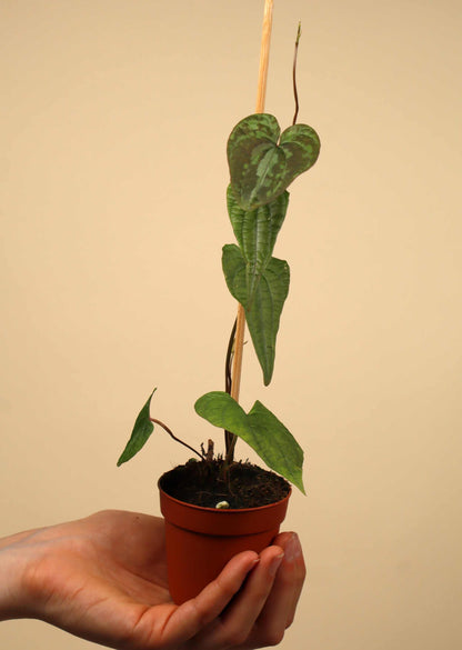 Dioscorea discolor