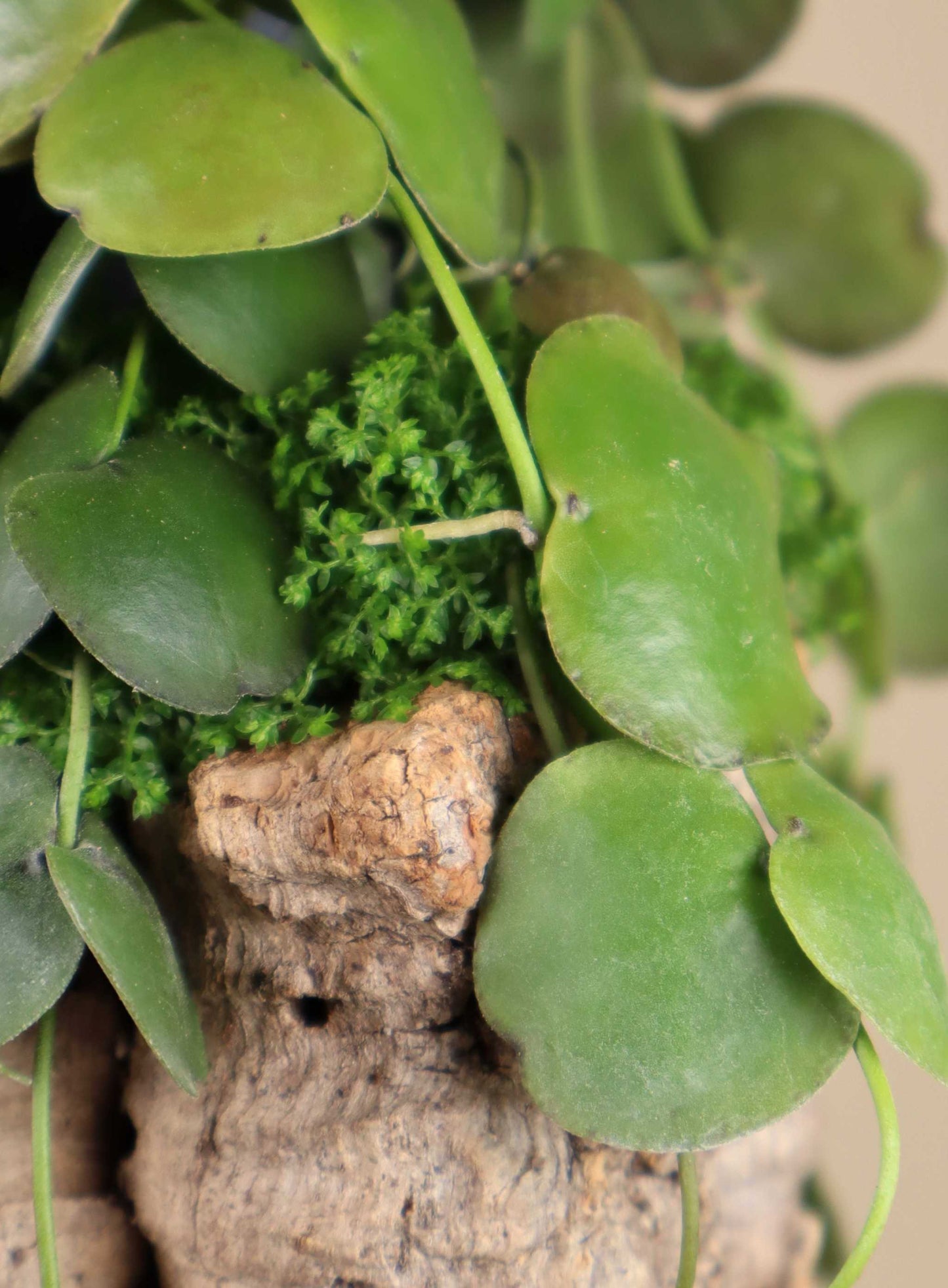 Dischidia platyphylla