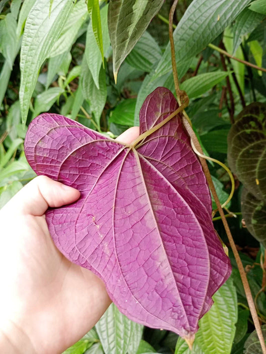 Dioscorea discolor
