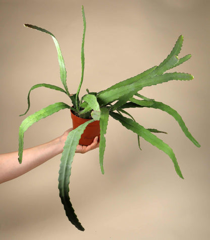 Disocactus (Epiphyllum) 'Red Tip'