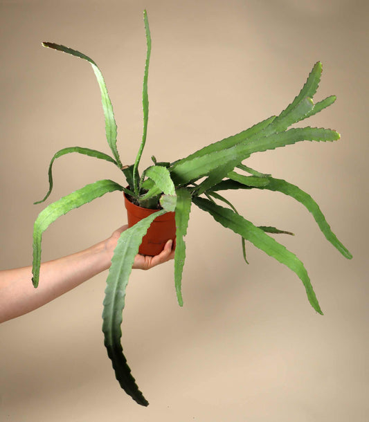 Disocactus (Epiphyllum) 'Red Tip'