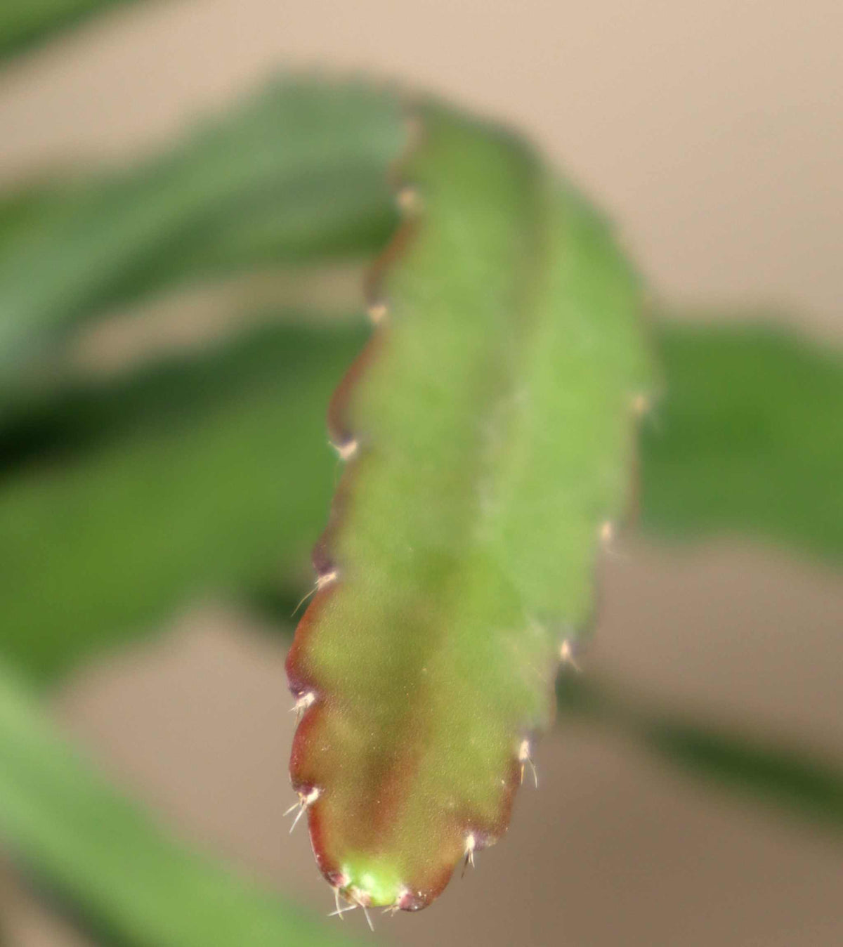 Disocactus (Epiphyllum) 'Red Tip'