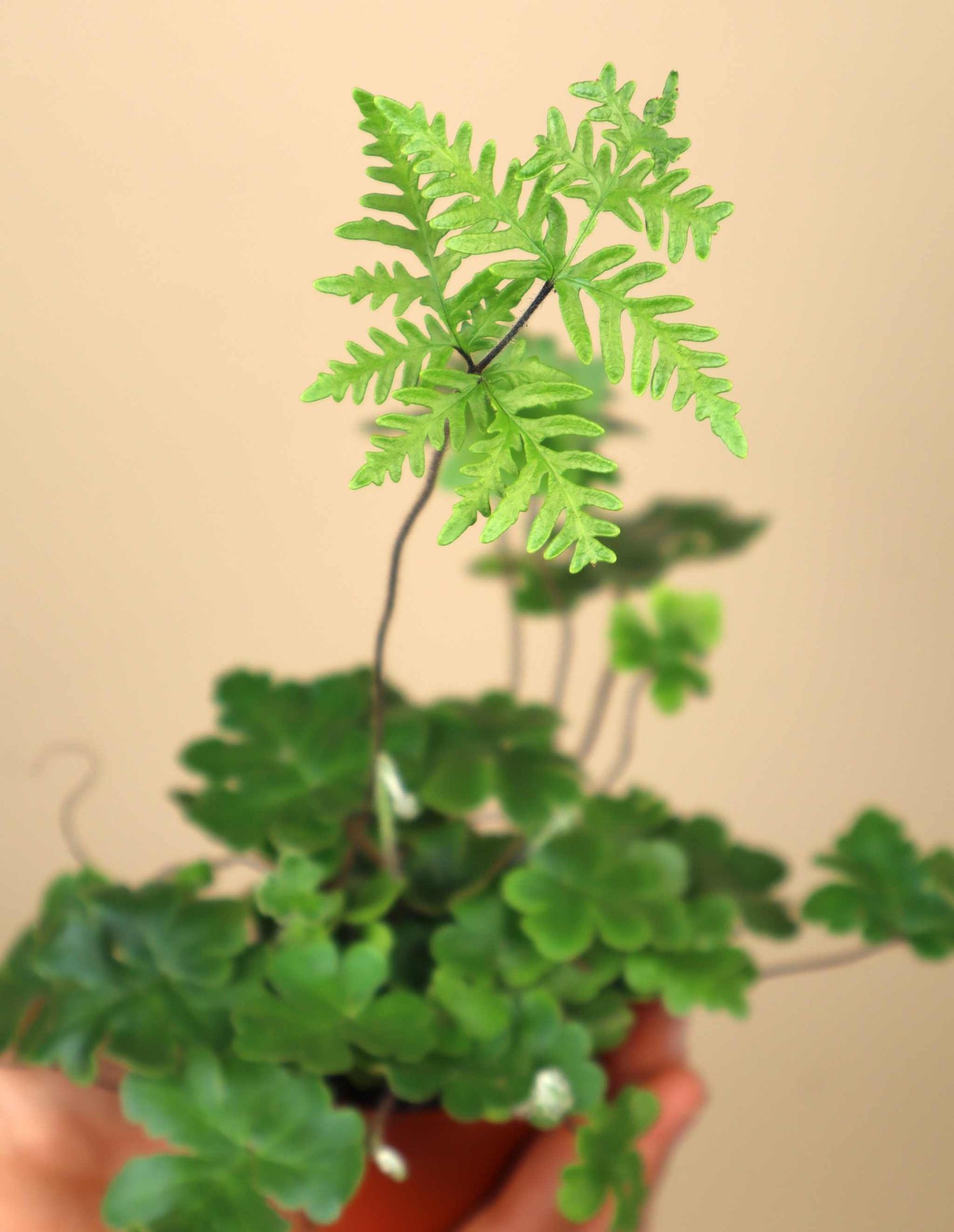 Doryopteris cordifolia 'Antennenfarn'