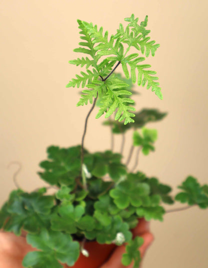 Doryopteris cordifolia 'Antennenfarn'