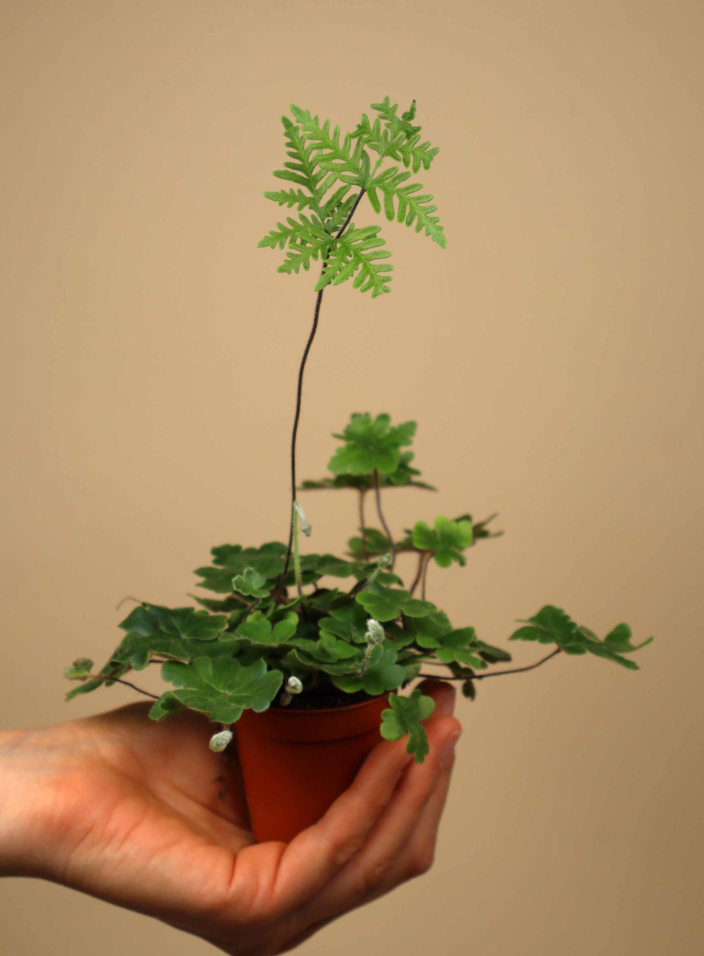 Doryopteris cordifolia 'Antennenfarn'