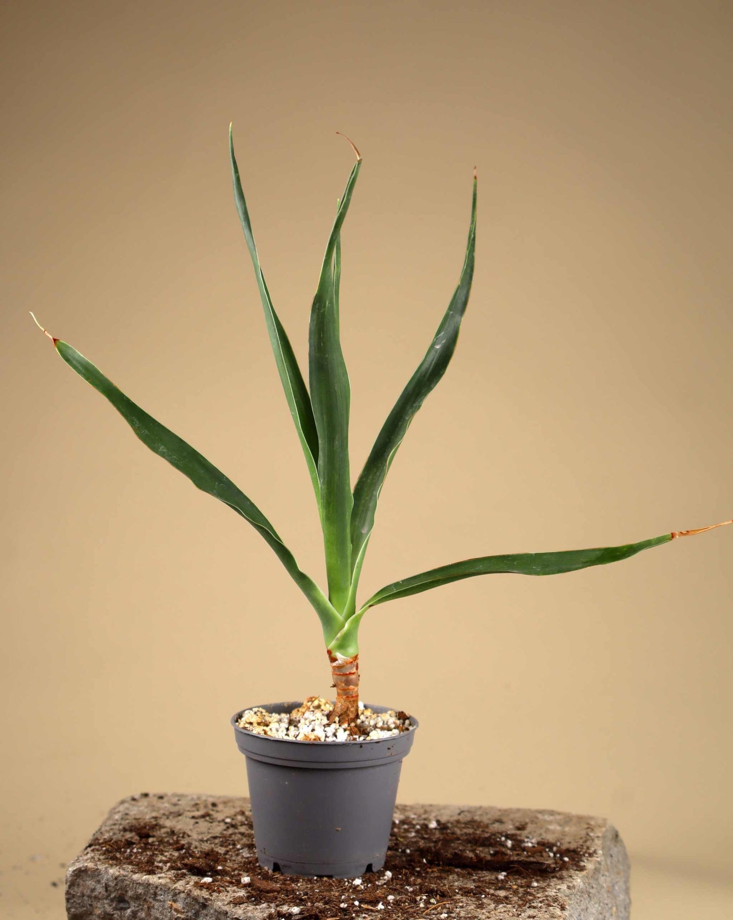Dragon Blood Tree | Dracena draco ssp. draco