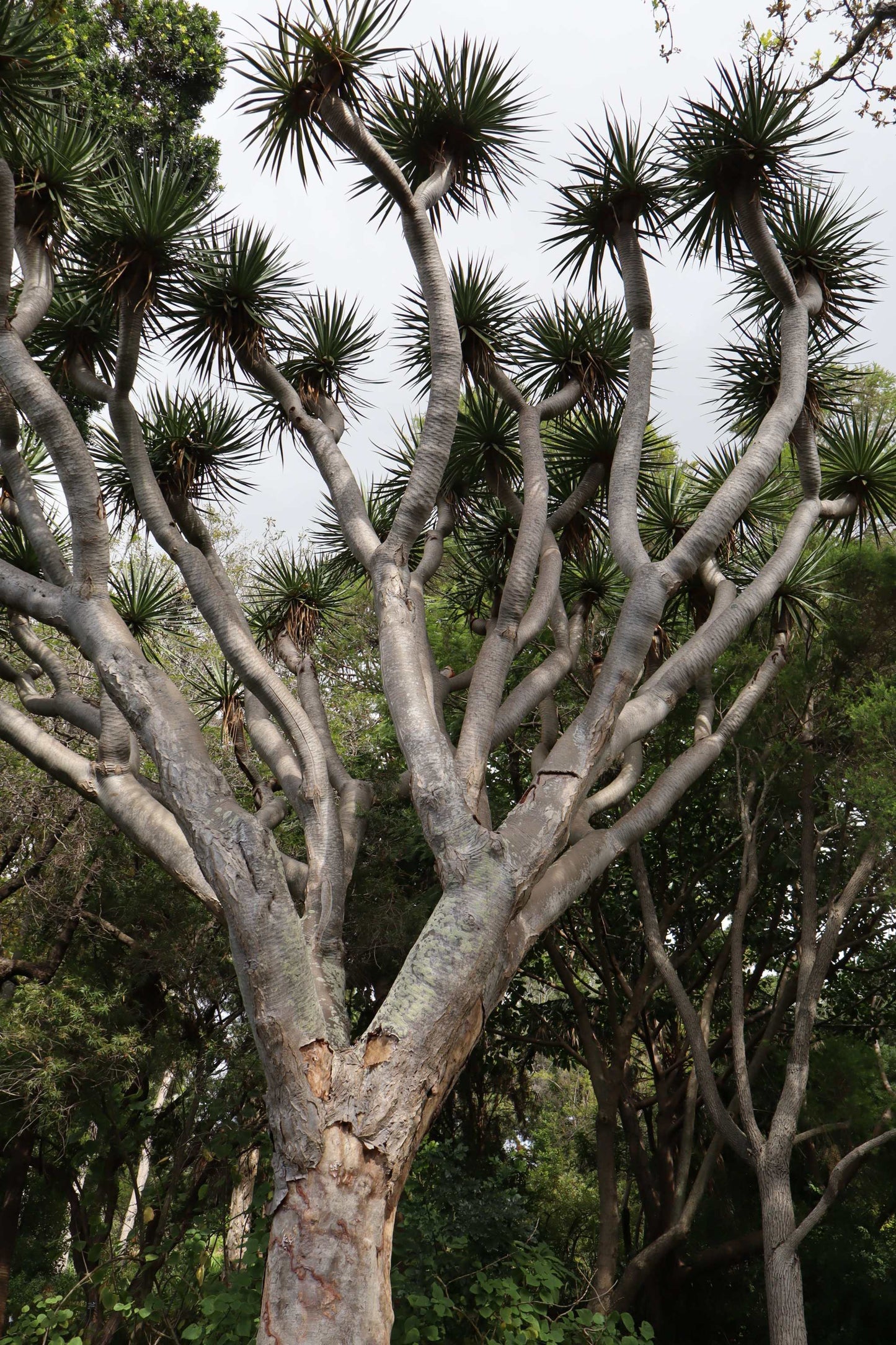 Drakblodsträd | Dracena draco ssp. draco