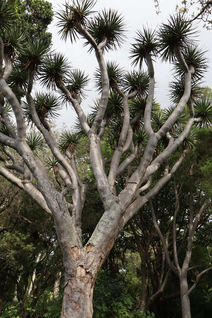 Drakblodsträd | Dracena draco ssp. draco
