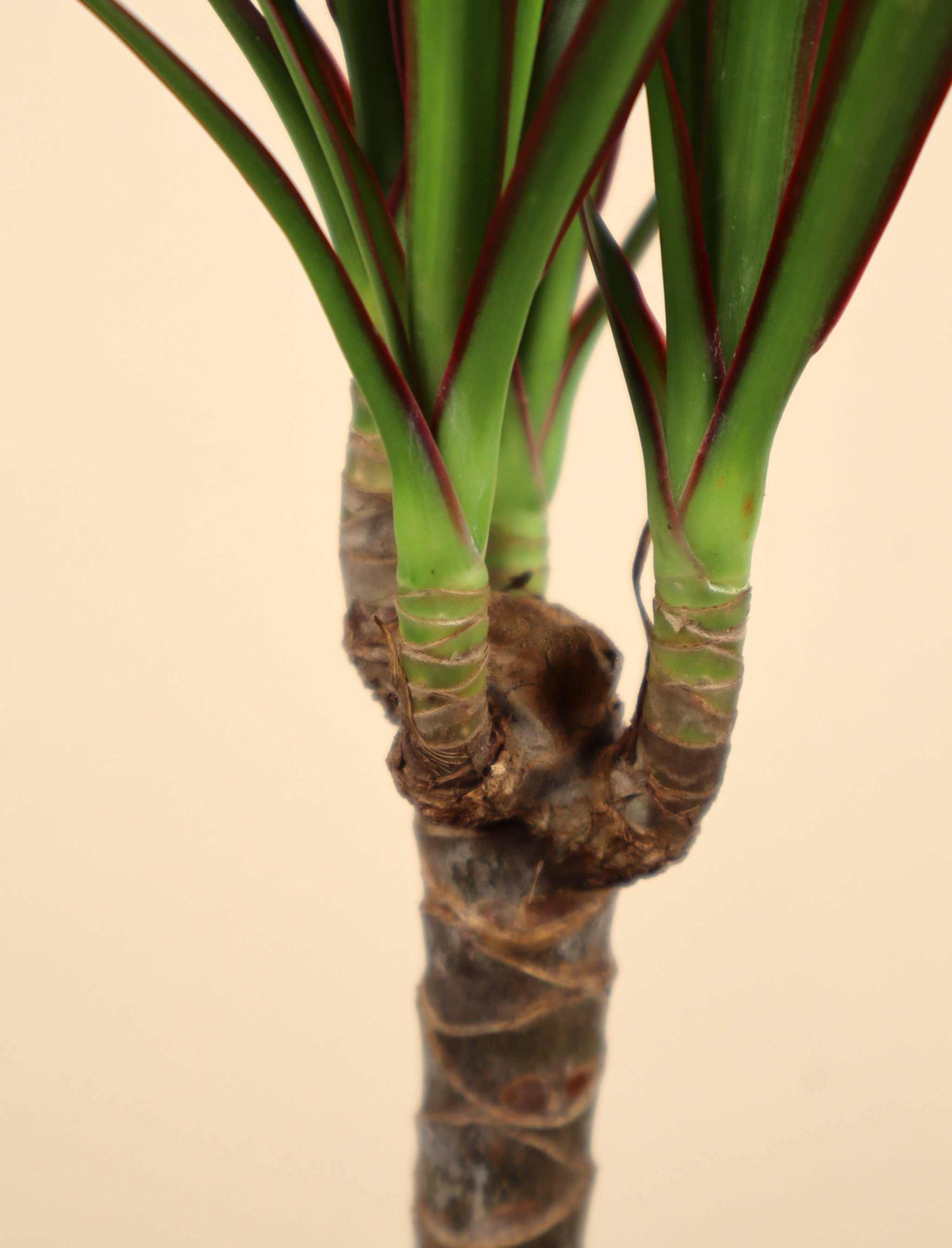 Dracaena marginata - Kantdracena
