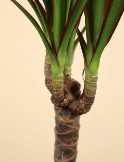 Dracaena marginata - Kantdracena