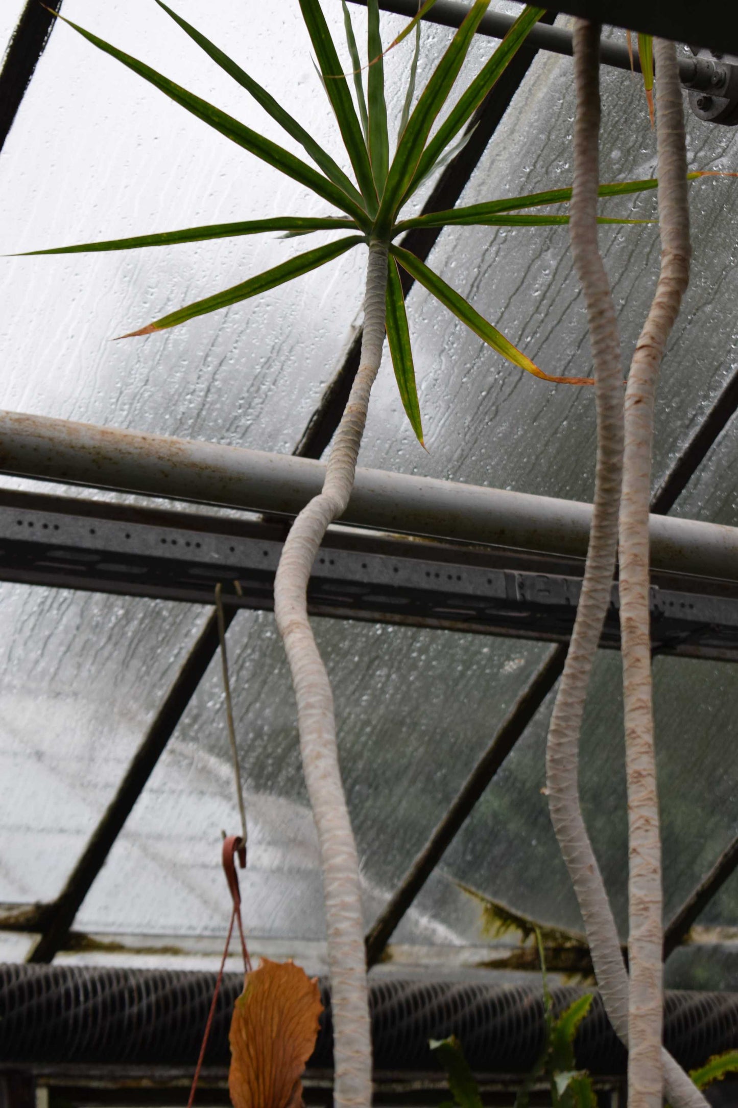 Dracaena marginata - Kantdracena