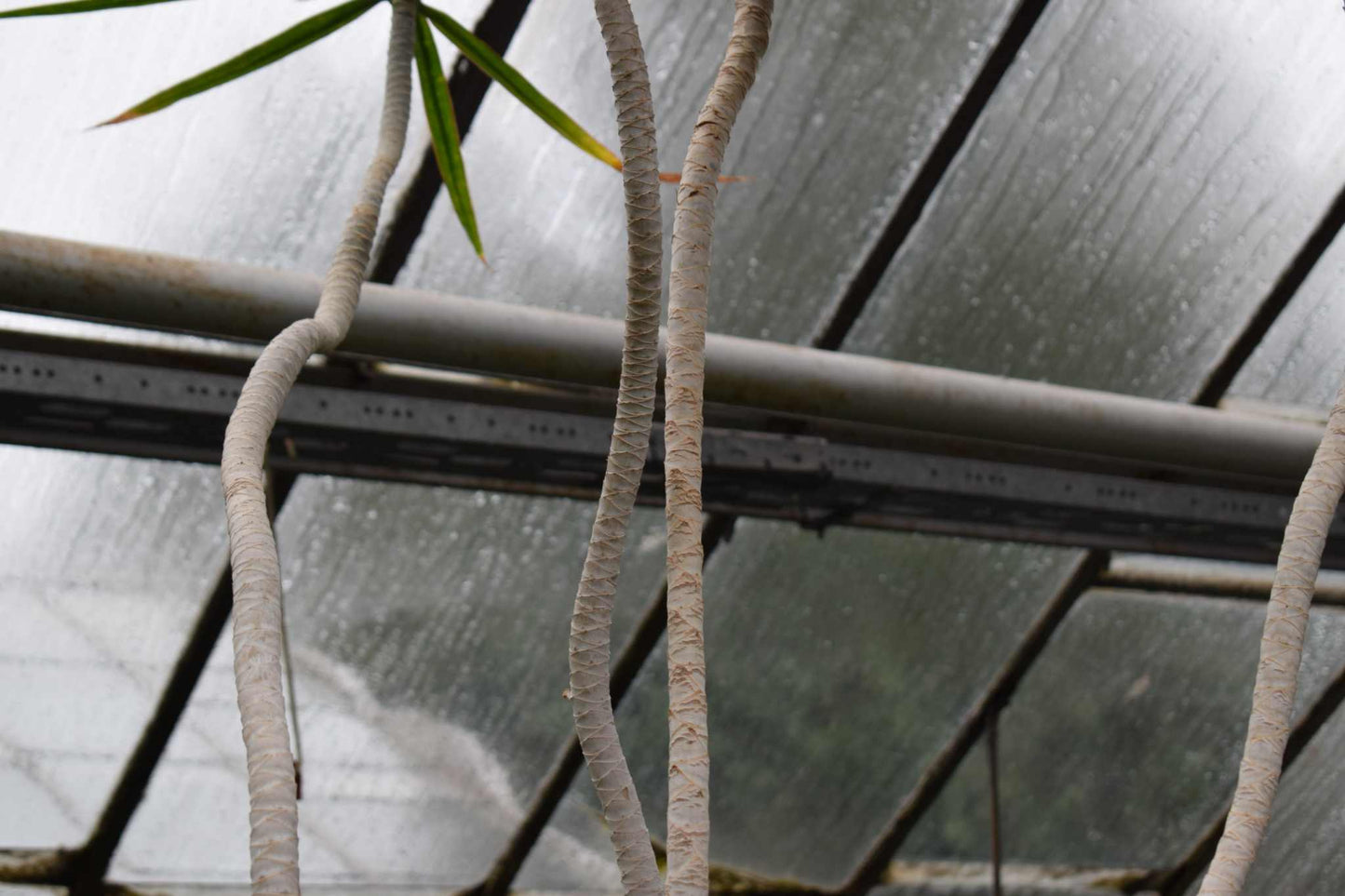 Dracaena marginata - Kantdracena