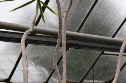 Dracaena marginata - Kantdracena