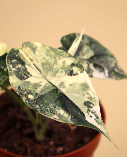 Alocasia dragon scale albo variegata