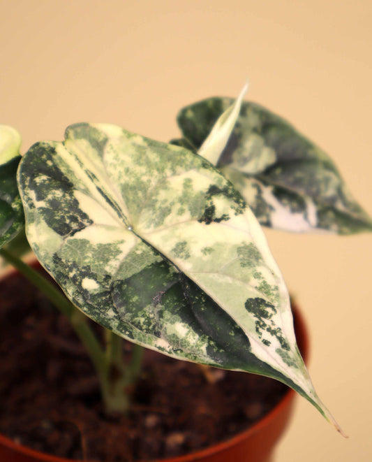 Alocasia dragon scale albo variegata
