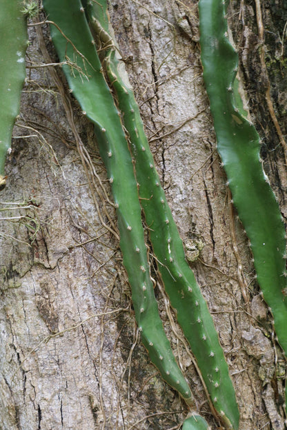 Dragonfruit, 'Pitahaya' Selenicereus undatus